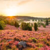 Jan Buchholz Immobilien: Lüneburger Heide